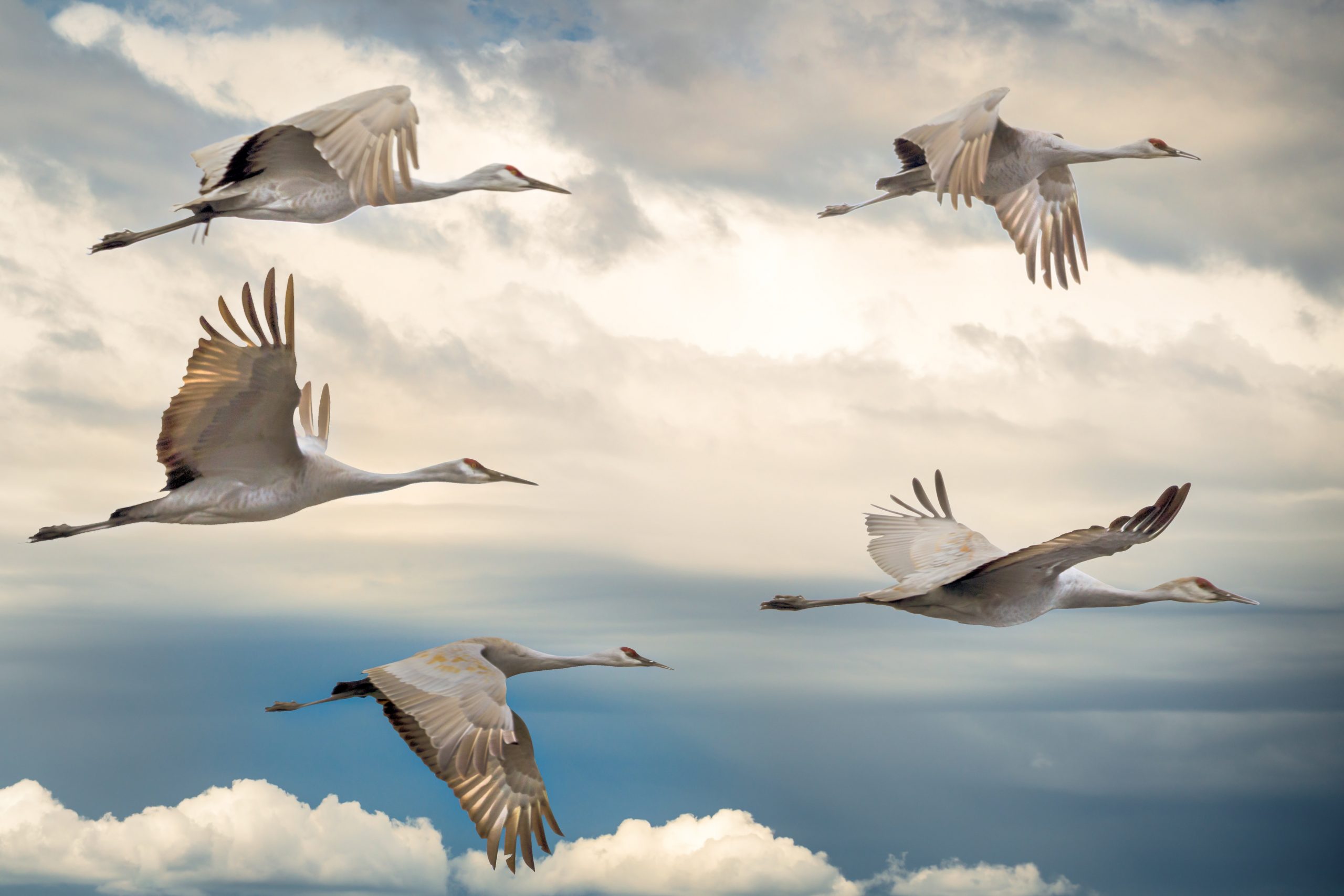 Cloud Migration